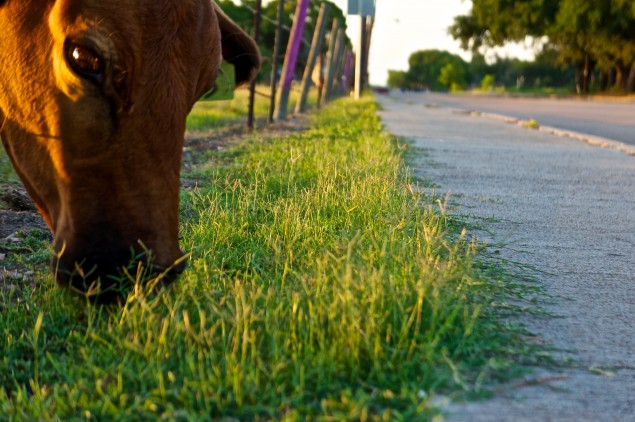 a cow eating grass through the fence